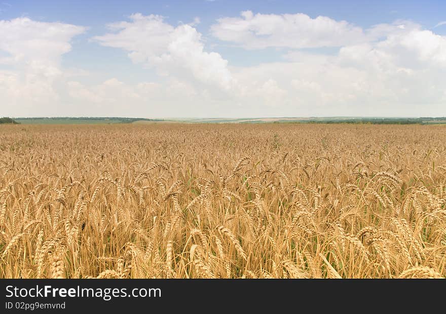 Golden, ripe wheat in the blue sky background.