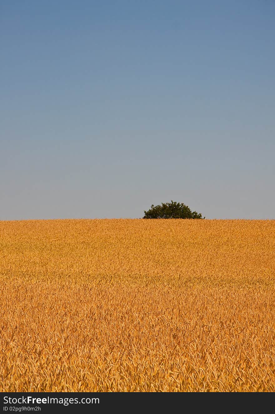 Golden Fields And Blue Sky