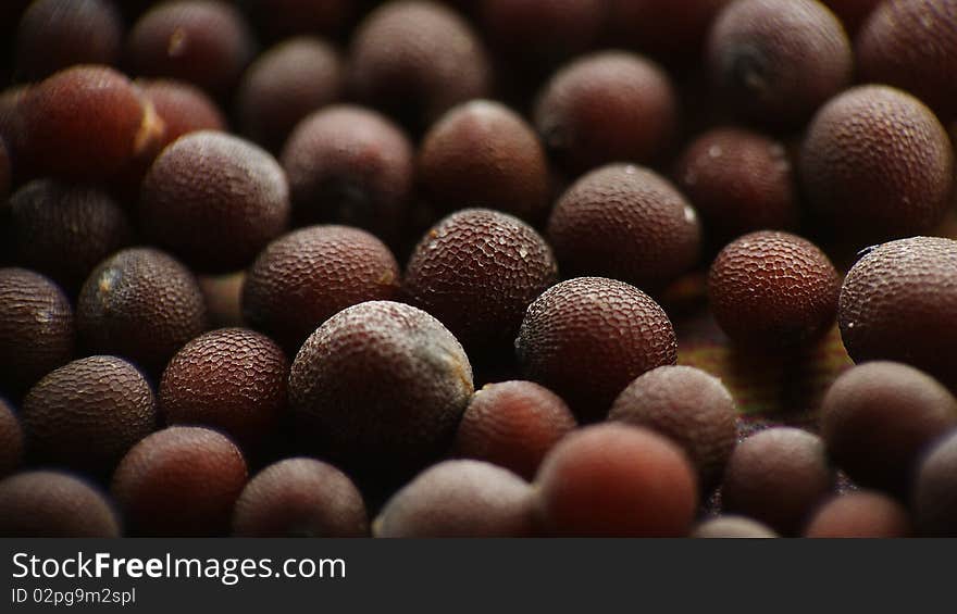 Mustard Seeds Macro