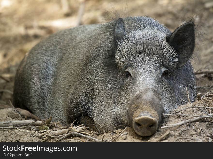 Picture of a female wild boar. Picture of a female wild boar