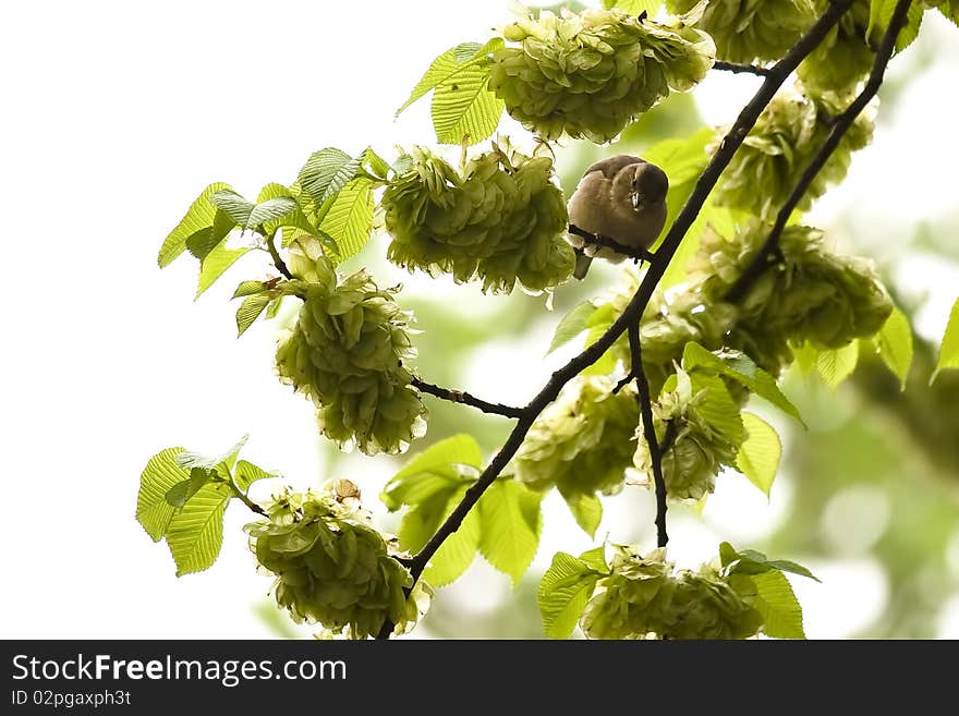 European greenfinch on a branch. European greenfinch on a branch