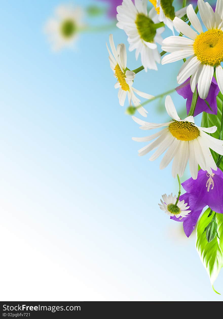 White daisywheels with blue campanula on blue background