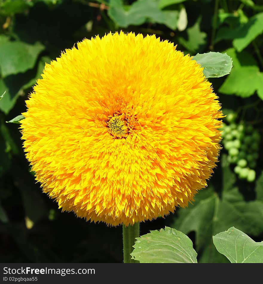 A bit other looking ornamental sunflower. A bit other looking ornamental sunflower.