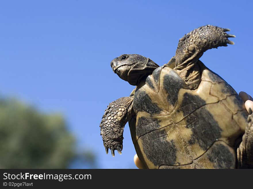 Turtle on blue sky background. Turtle on blue sky background