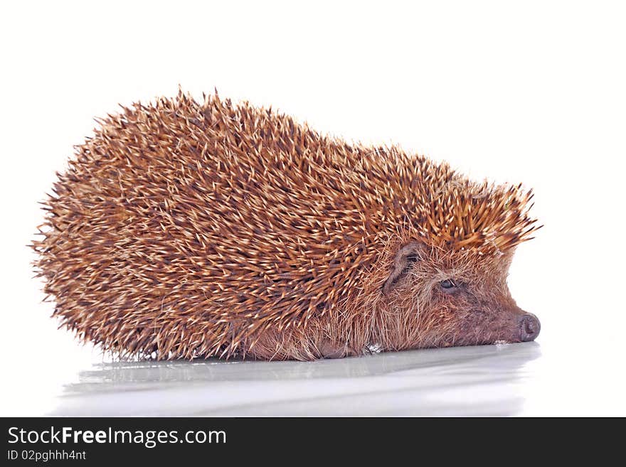 Hedgehog On The White Background