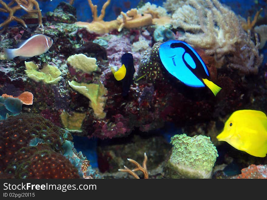 Blue Tang