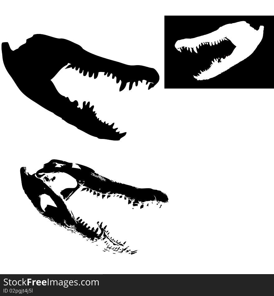 Three heads of crocodiles, black and white. Three heads of crocodiles, black and white