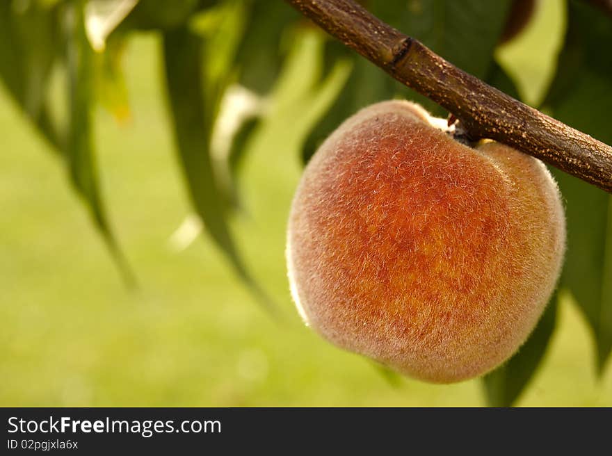 Hairy peach on a wood branch. Hairy peach on a wood branch