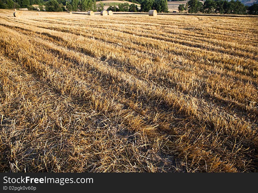 Fields grain with bales