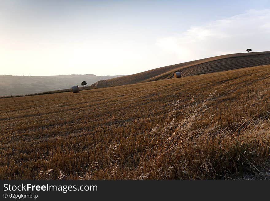 Fields grain with bales