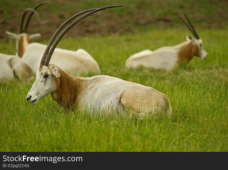 Scimitar Horned Oryx laying in a field with copy space.