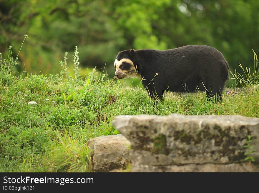 Spectaled bear