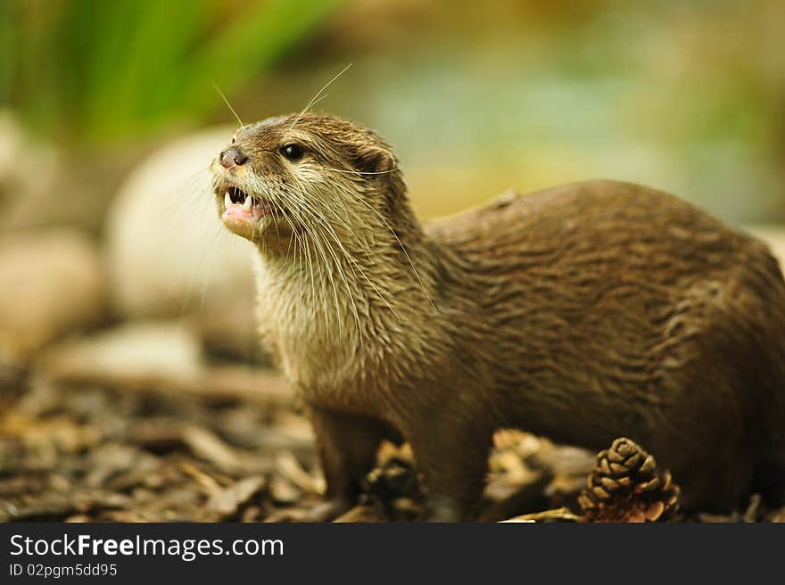 Otter