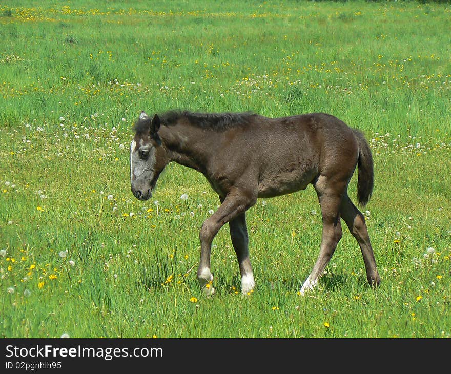 Young colt is walking on grass