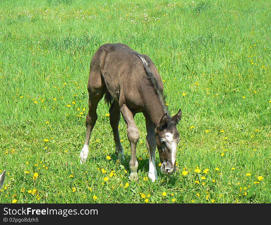 Young colt is grazing on the grass