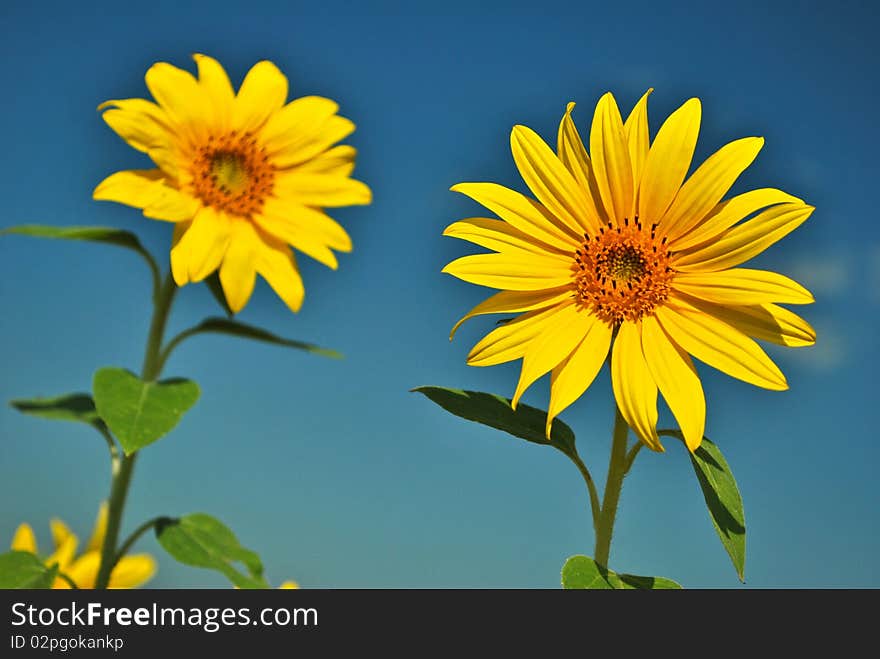 Fresh gold sunflowers under the blue sky