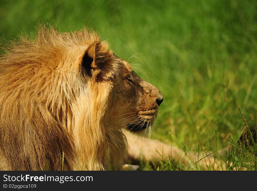 Lion looking right with selective focus and copy space.