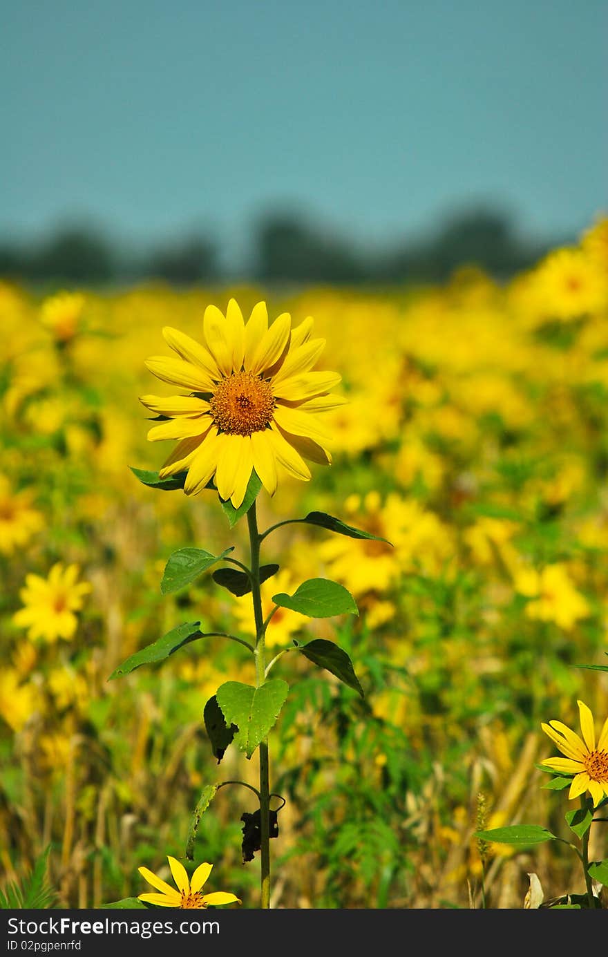 Fresh gold sunflowers under the blue sky