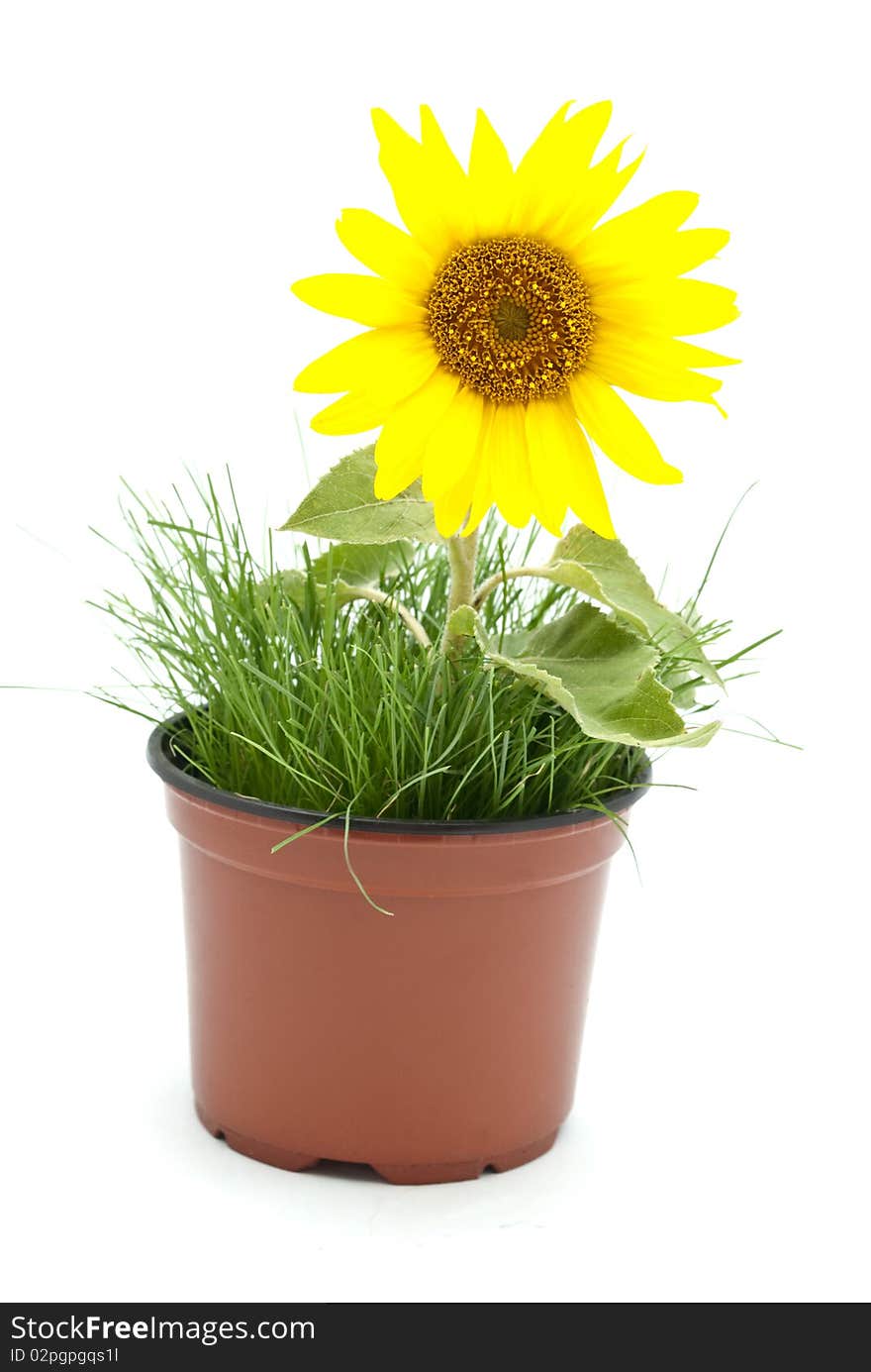 Sunflower on the white background