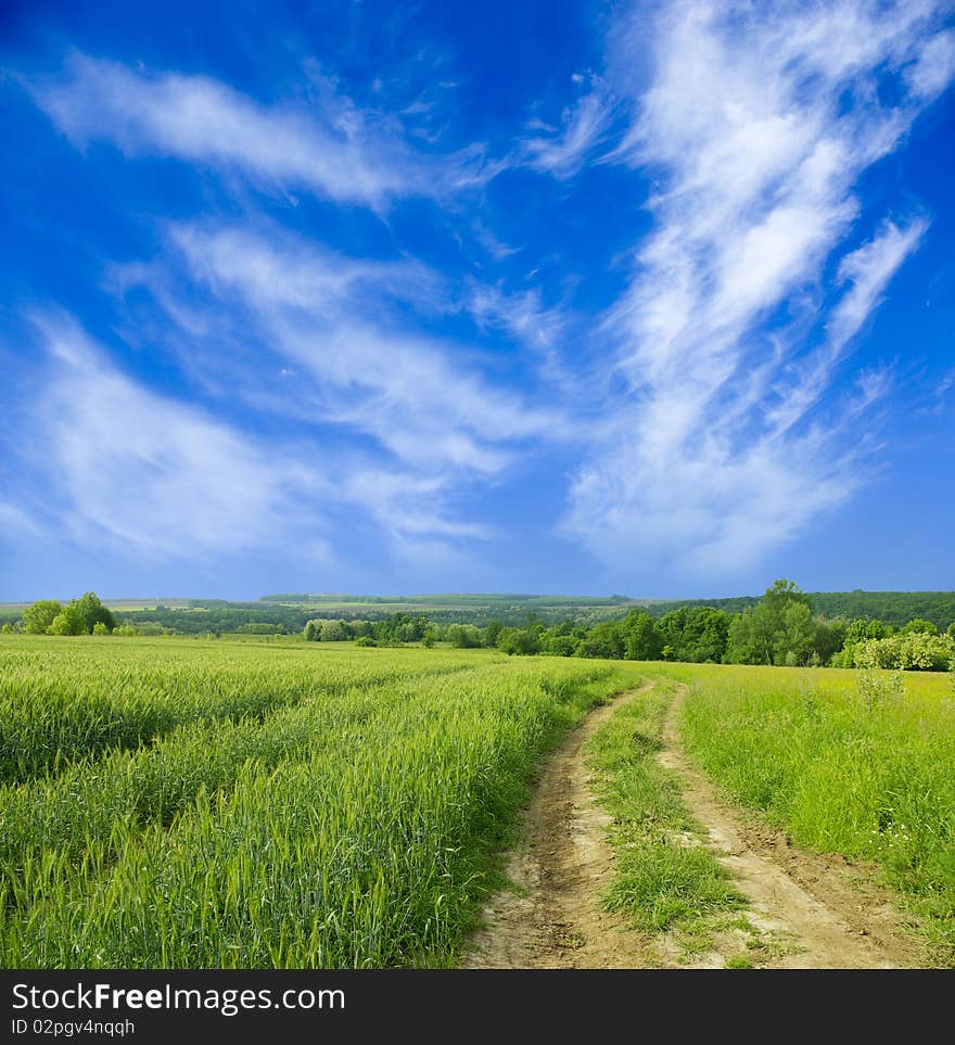 Rural dirt road through the field. Rural dirt road through the field