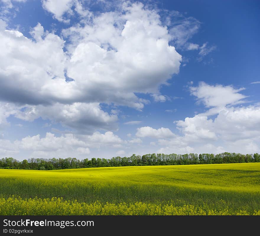 Yellow meadow under blue sky with clouds. Yellow meadow under blue sky with clouds