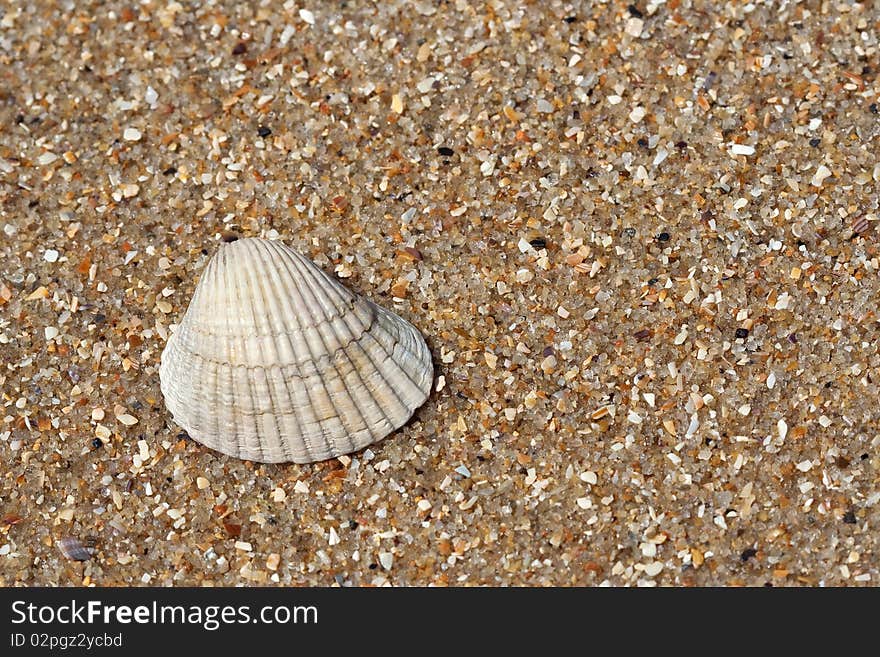 Sea shell lying on the sandy beach