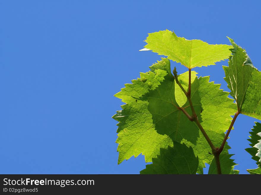 Branch Of The Vine