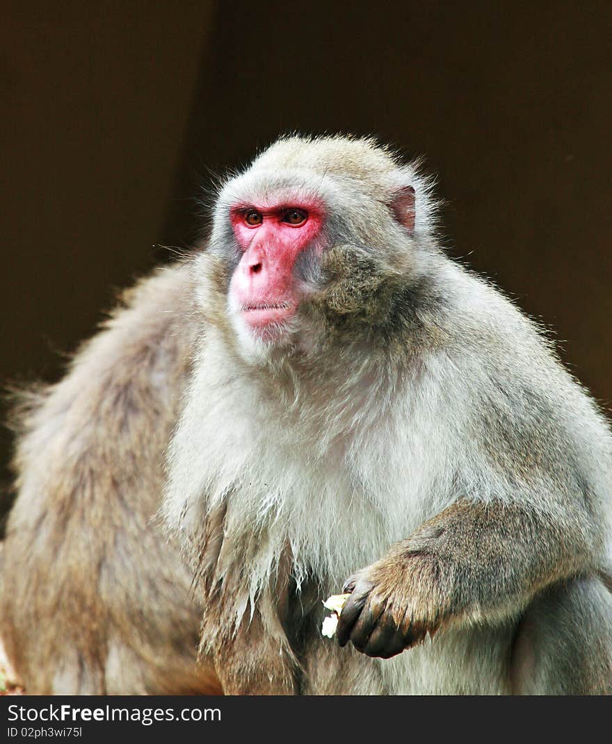 Macaque monkey