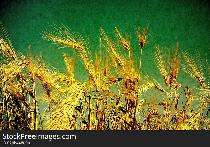 Ears of wheat on a grunge background