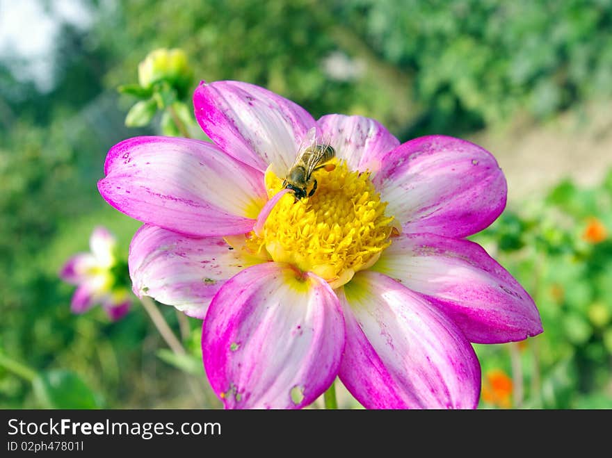 Image of beautiful violet flower and bee