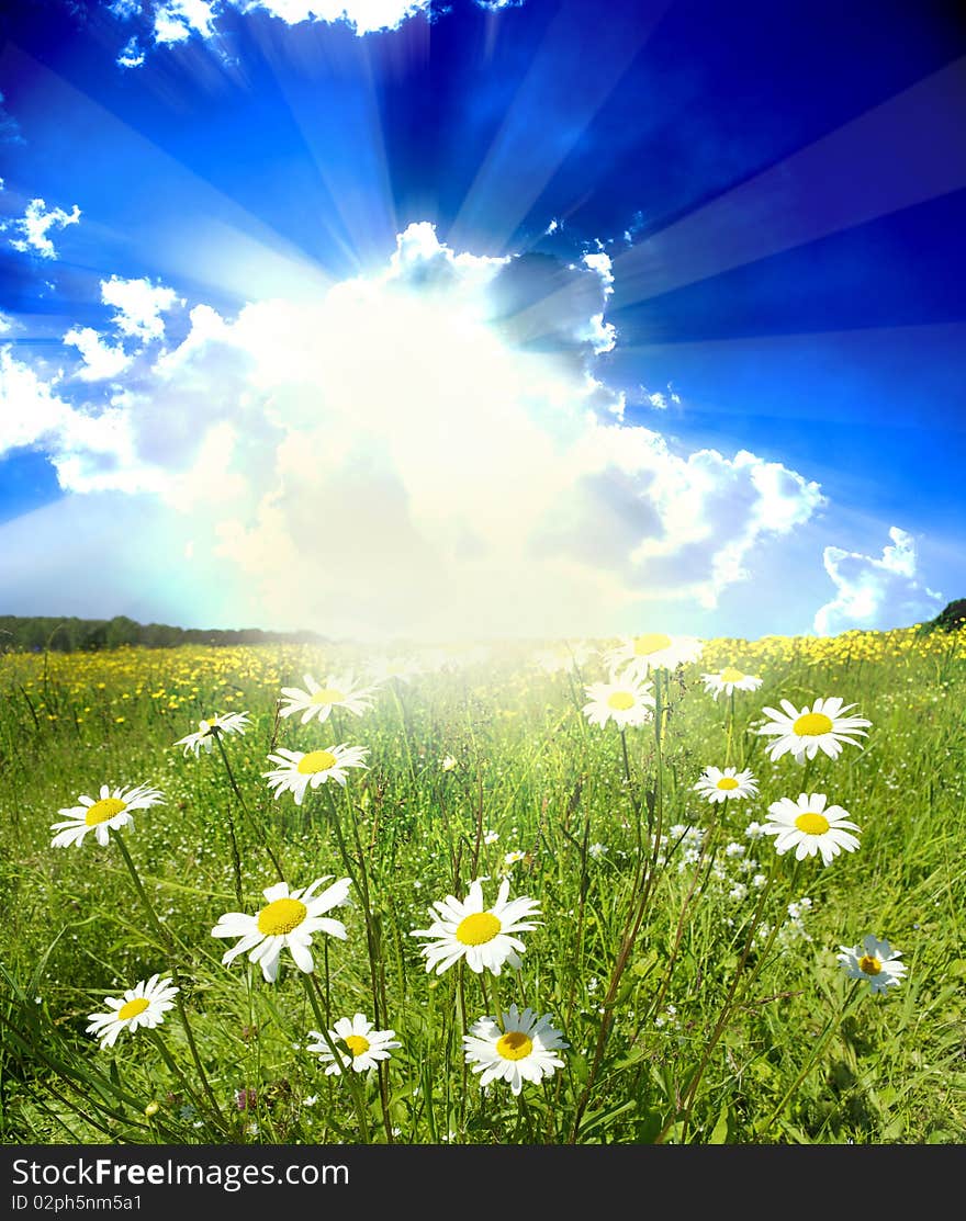 Field of daisies, blue sky and sun. Field of daisies, blue sky and sun.