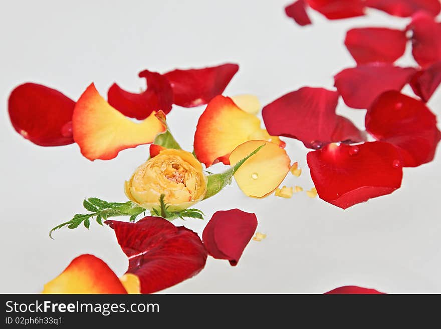 Red and yellow rose petals floating in water