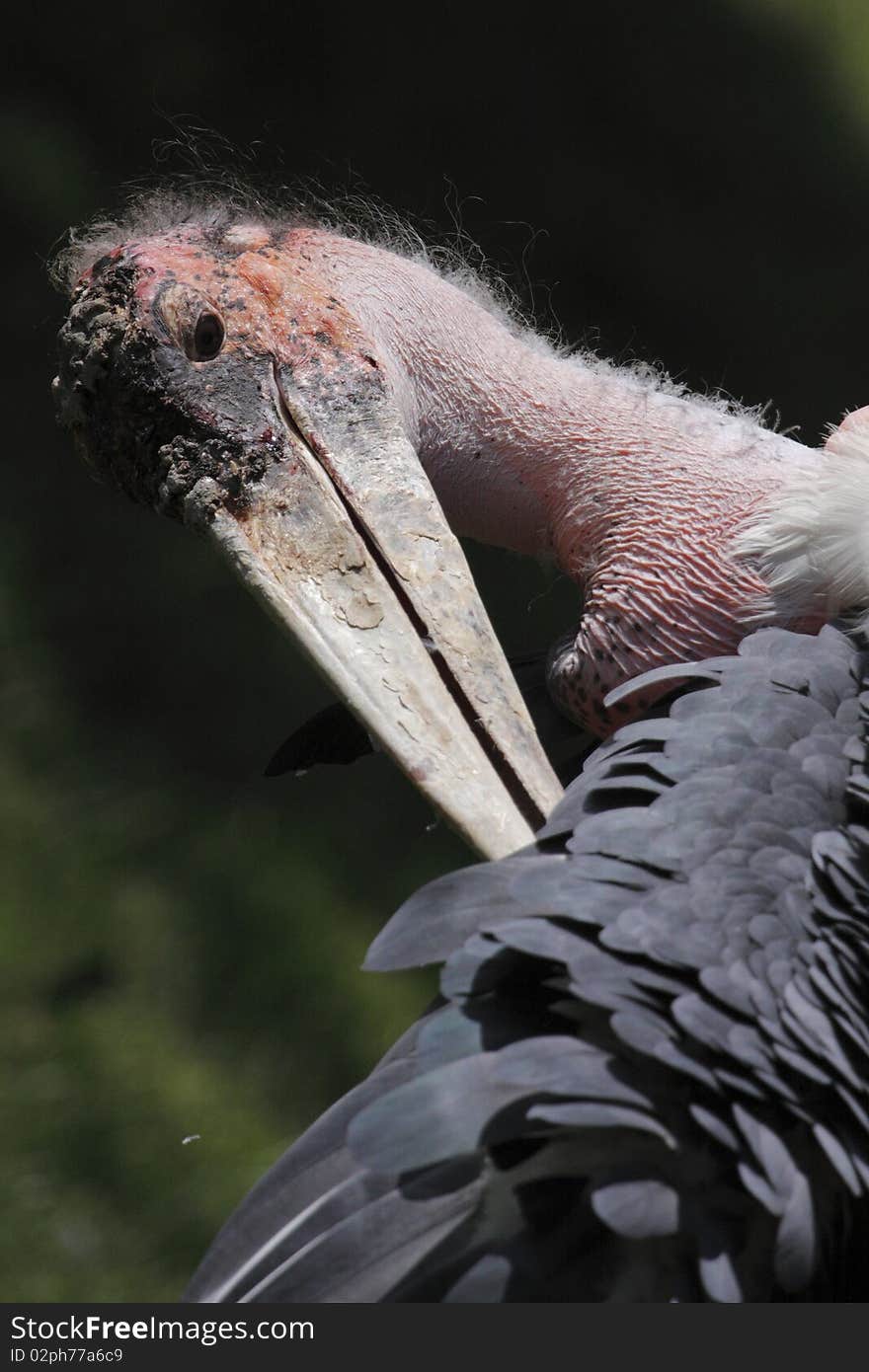 Marabou stork