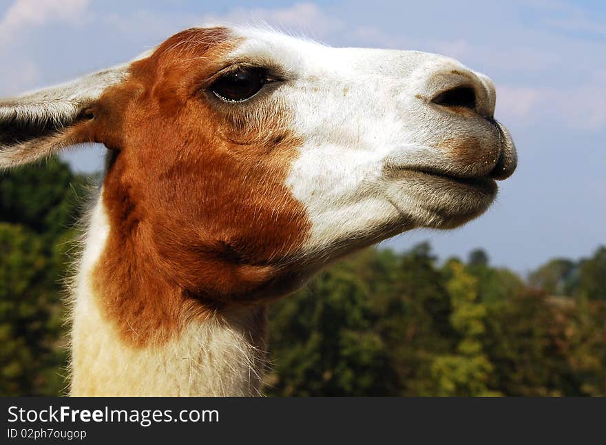 A close up view of a lama in the forest on a bright sunny day. A close up view of a lama in the forest on a bright sunny day