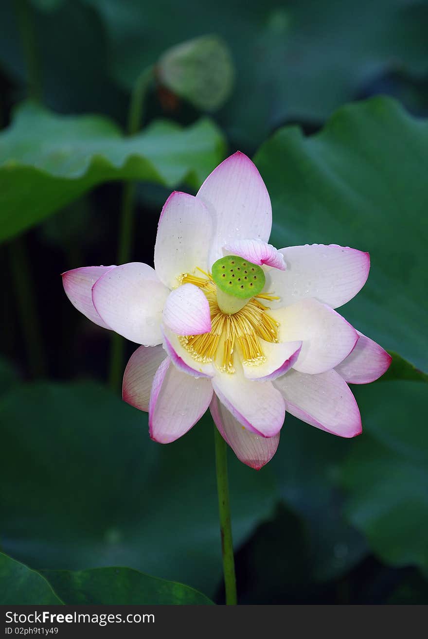 Lotus flower