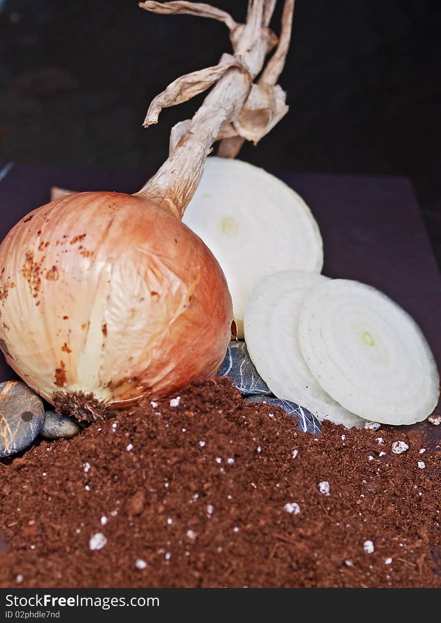 Fresh, raw, sliced onions on soil and rocks