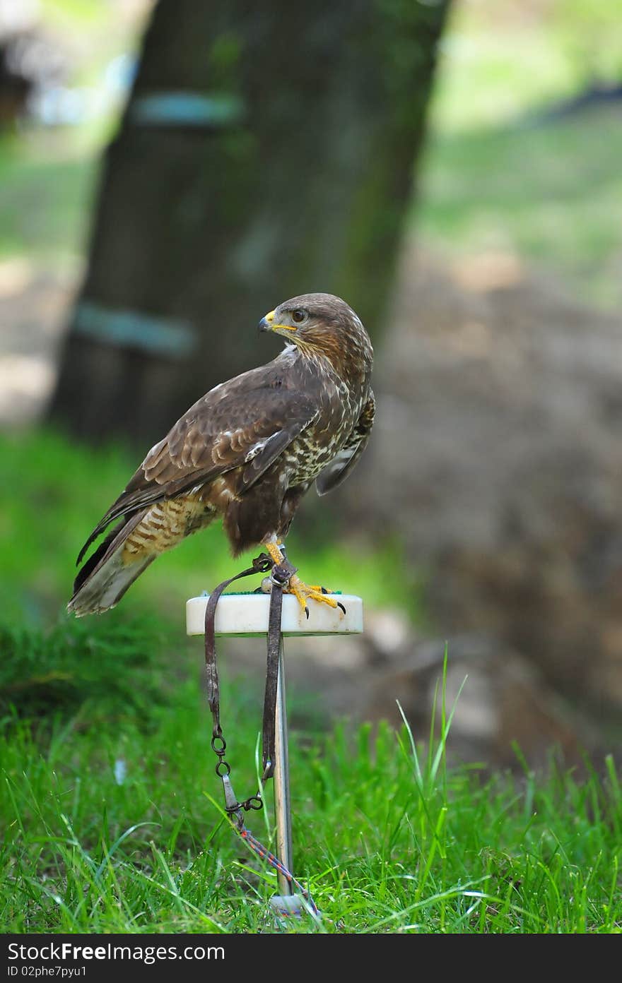 Animal - bird of prey - wing. Animal - bird of prey - wing