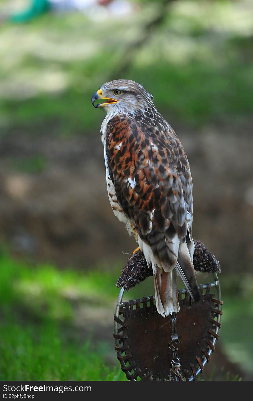 Animal - bird of prey - wing. Animal - bird of prey - wing