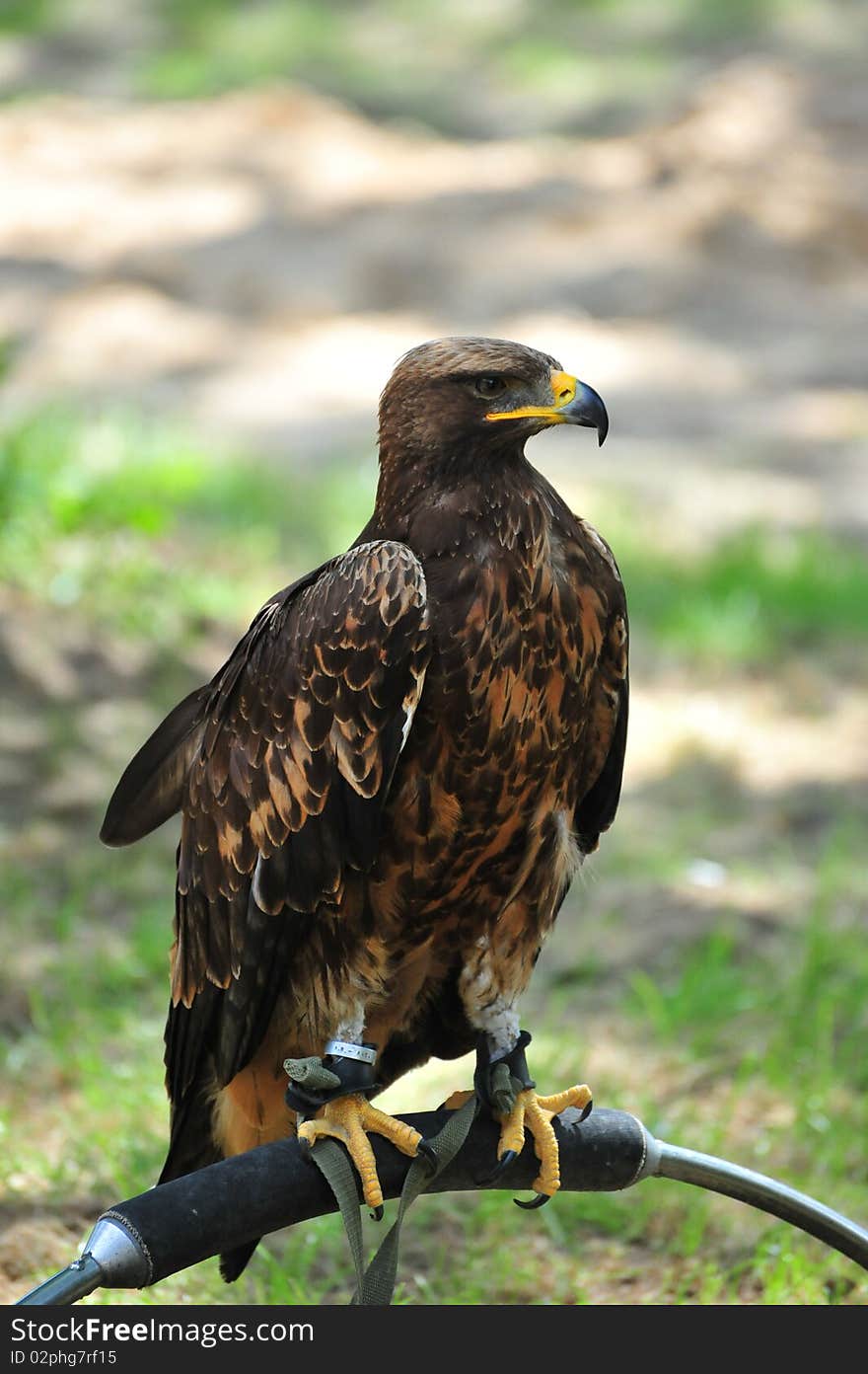 Eagle