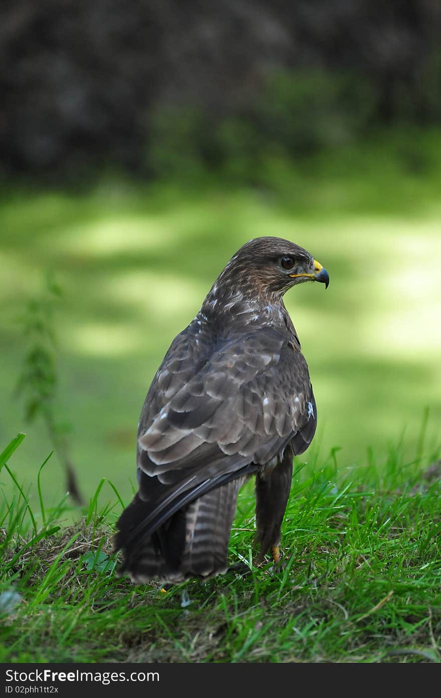 Animal - bird of prey - wing. Animal - bird of prey - wing