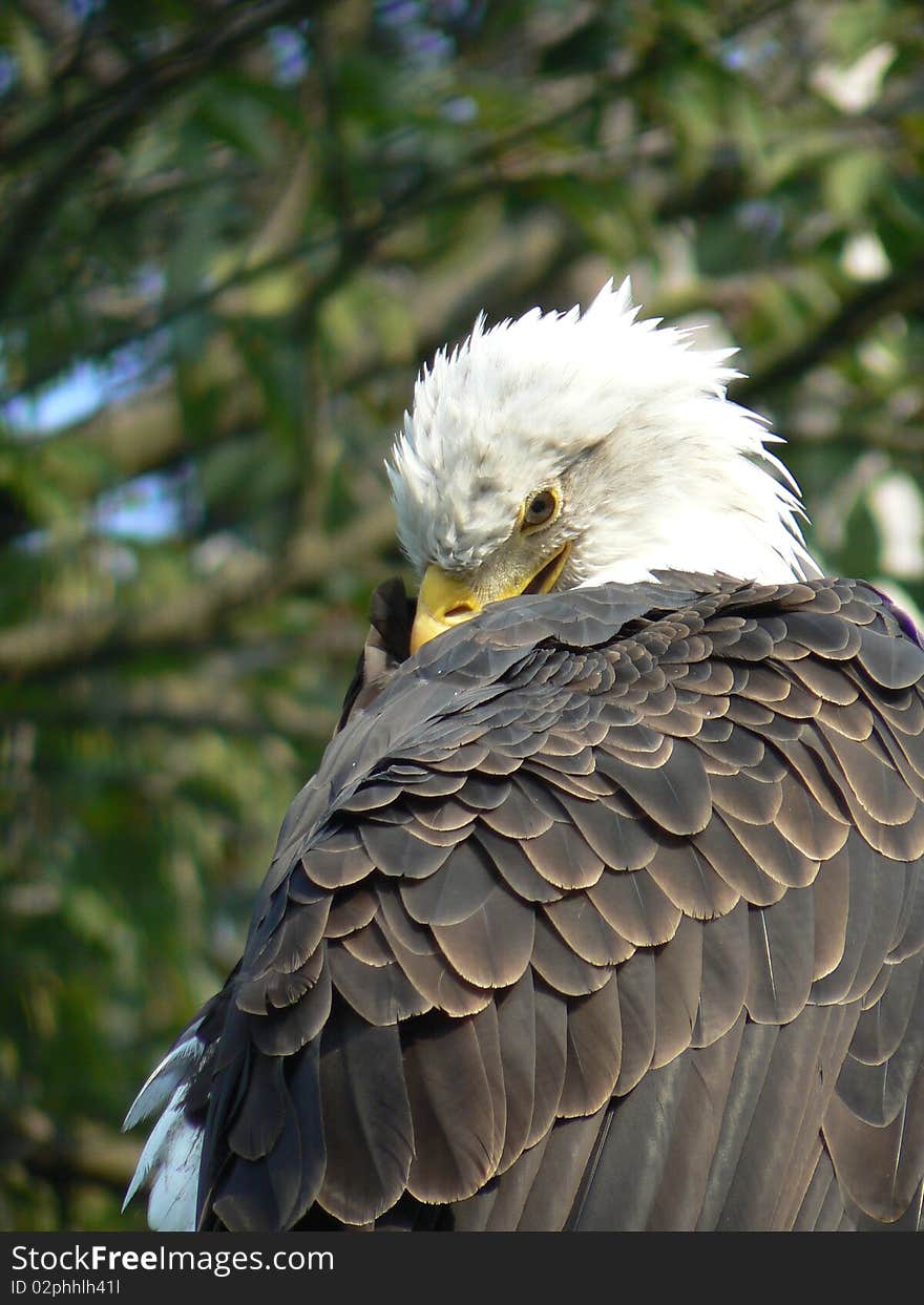 Bald eagle is trying to hide