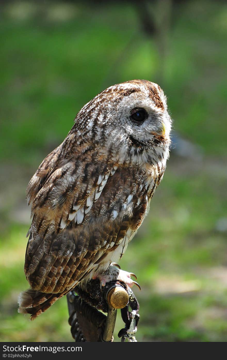 Owl