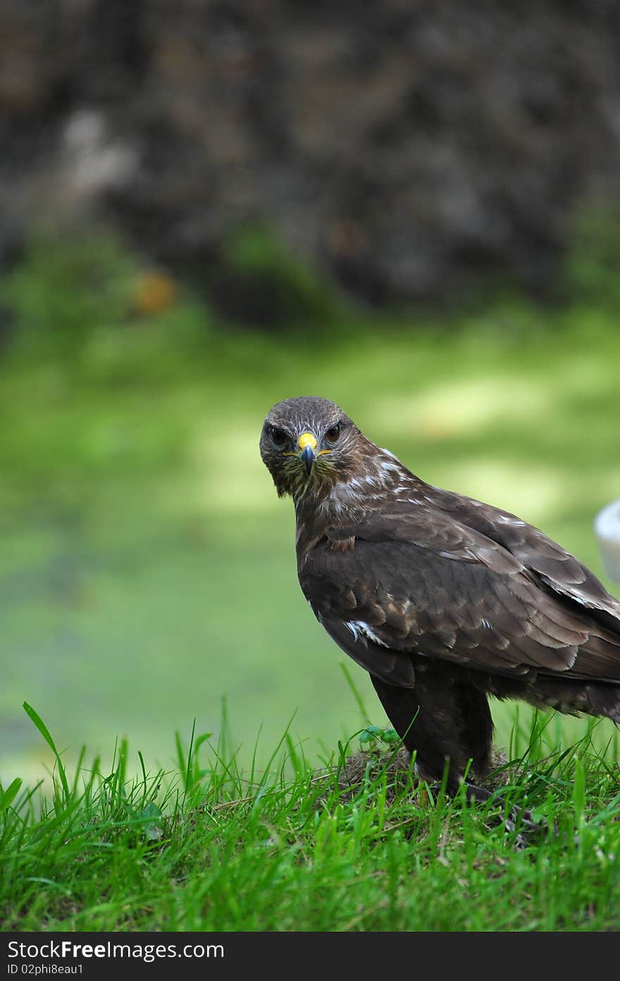 Animal - bird of prey - wing. Animal - bird of prey - wing