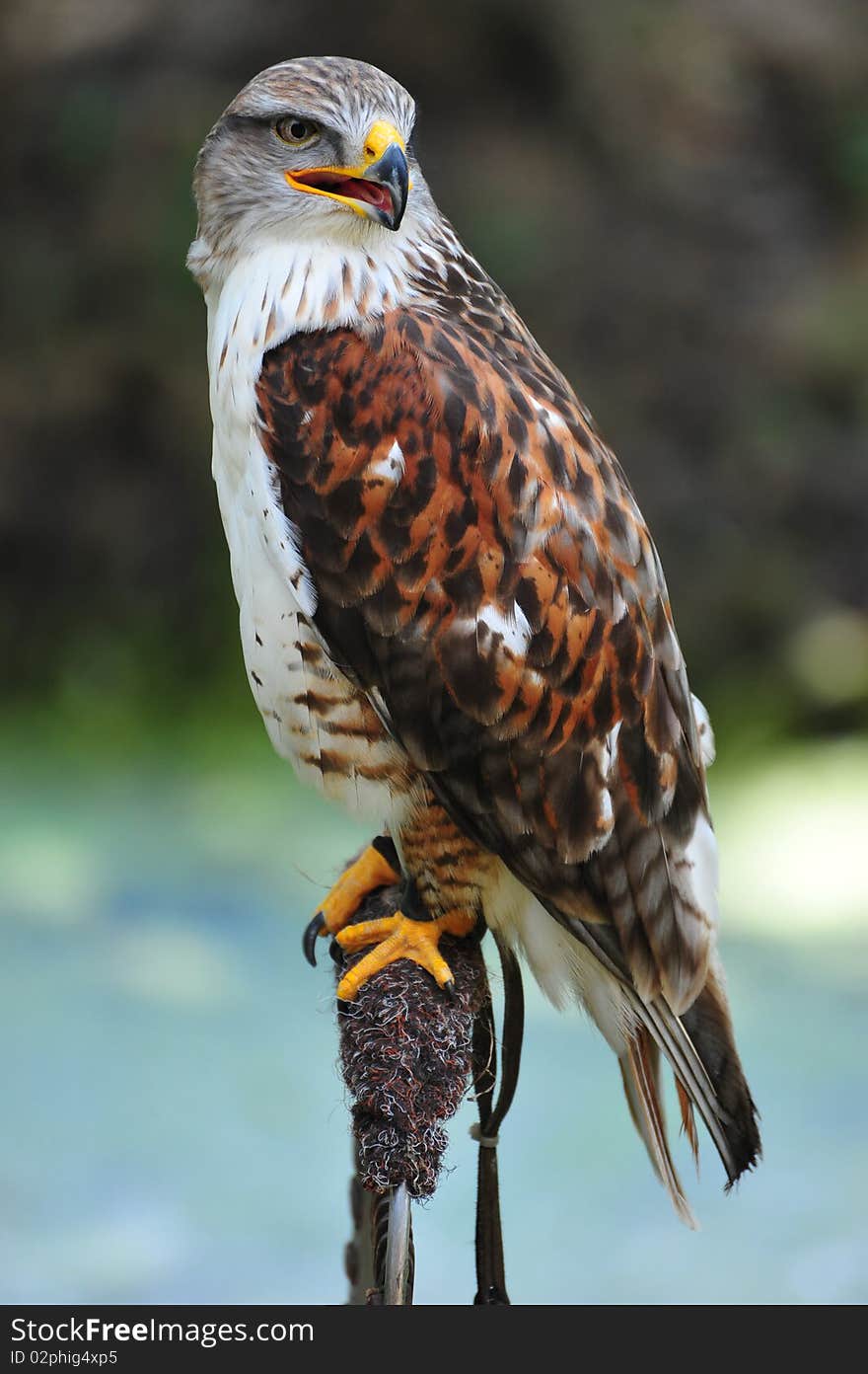 Animal - bird of prey - wing. Animal - bird of prey - wing