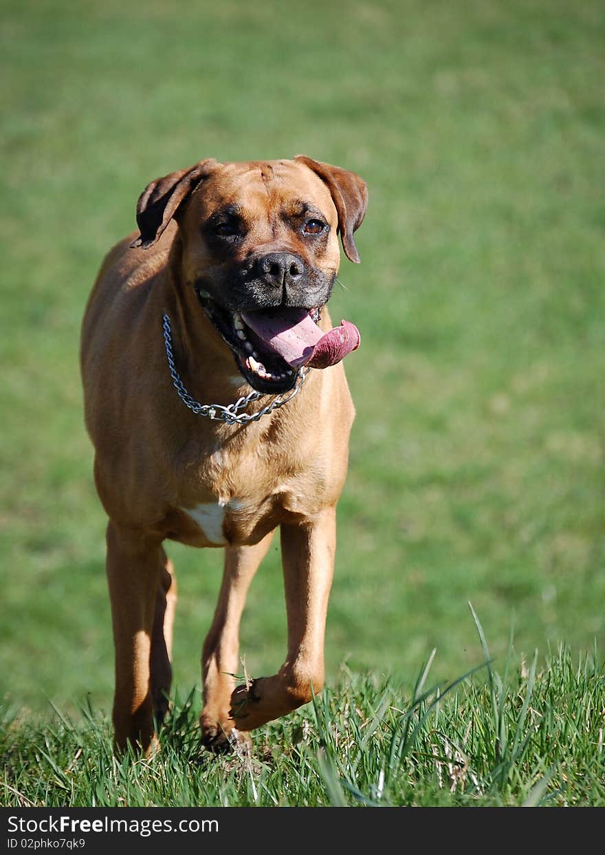 Dog running