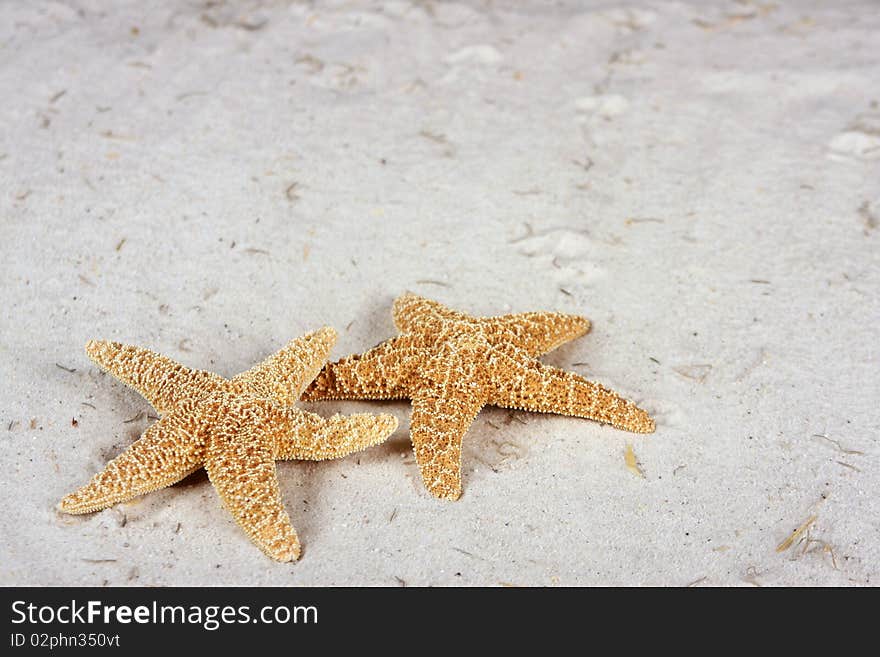 Starfish On The Beach With Copy Space