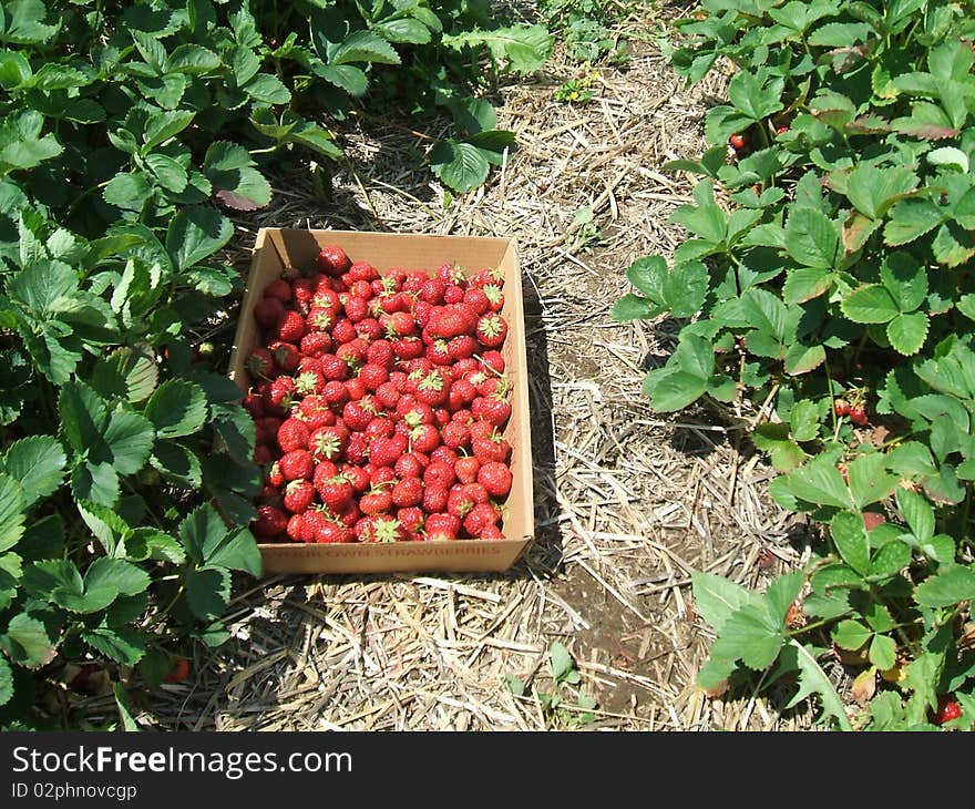 Image of a box of strawberries that have been picked. Image of a box of strawberries that have been picked.