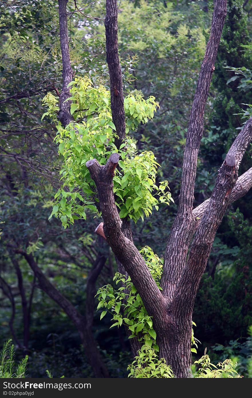 Walnut tree in the park.