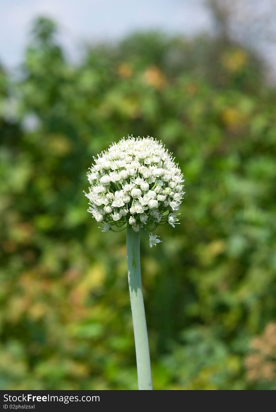 Onion flower