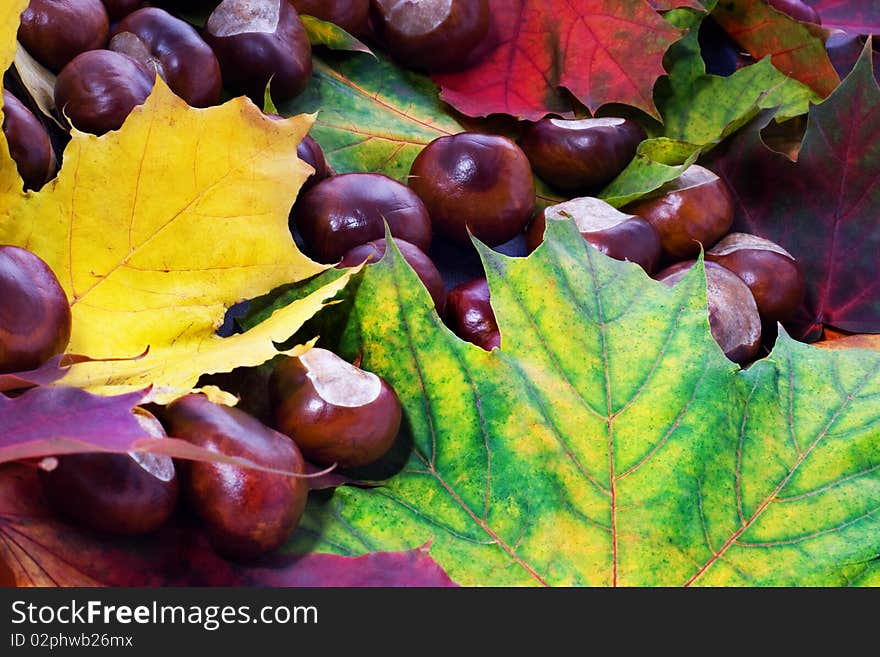 Chestnut and colorful maple leafs background. . Chestnut and colorful maple leafs background.